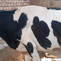 گاو|حیوانات مزرعه|کارون, |دیوار