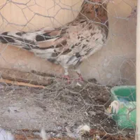 کبوتر خوب ذات دار قیمت مناسب