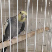 عروس هلندی
