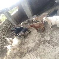 بزغاله داشتی آبستن