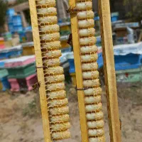 ژل رویال اصل ایرانی