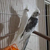 عروس هلندی