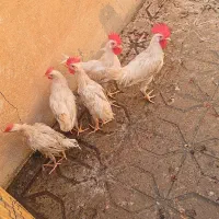 مرغ خروس
