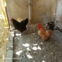 خروس ومرغ تخم گذار