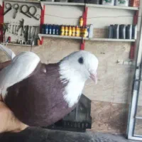 فروش دوتاکبوترنر