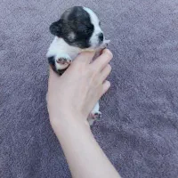 توله شیواوا(شی هوآ)