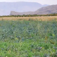 زمین مشا دویست متری