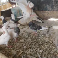 کبوتر
