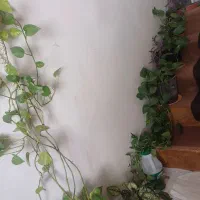 تعدادی محدود گلدان با گل پیچک