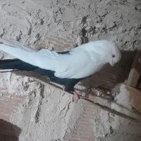 کفتر فروش