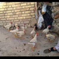 جوجه چهار ماهه تعداد زیاد