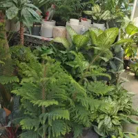 گل و گیاه اپارتمانی