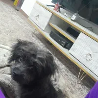 نره 8 ماهه