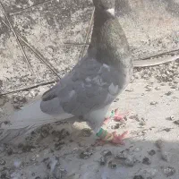 کفتر شهرستانی و تهرانی