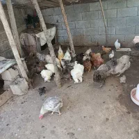 مرغ و جوجه فروشی