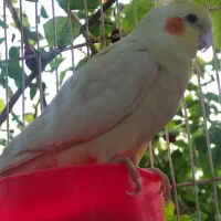 عروس ماده