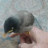 مرغ مینا