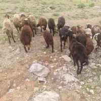 میش و بره