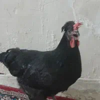 مرغ محلی‌ تخم گذار