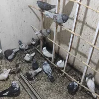 تعدادی کفتر پرشی