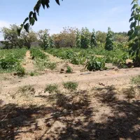 زمین باغی  قلعه سفید