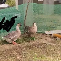 تخم قوغاز اصیل