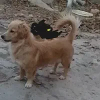 یک سگ پا کوتاه ماده