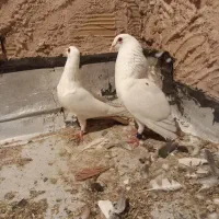 جفت دمزرد رنگ دمد زرد چوبه