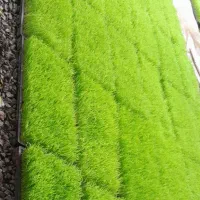 توم تازه نشای هاشمی