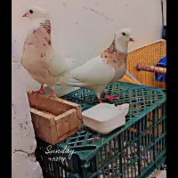 کبوتر اجوری جفت