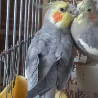 عروس هلندی نروماده