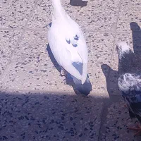 کبوتر پرشی