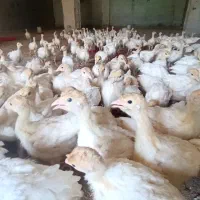 بوقلمون بیوتی6و9پاور جوجه.نیمچه