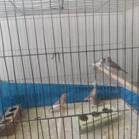 فنچ|پرنده|اصفهان, شمس آباد|دیوار
