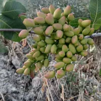پیوند درختان پسته