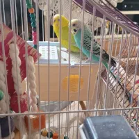 فروش یک جفت عروس هلندی و مرغ عشق