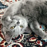 گربه بریتیش