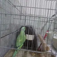 طوطی ملنگو نر