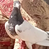 کبوتر وارداتی
