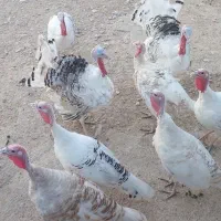 بوقلمون