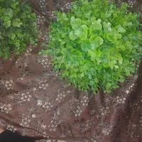 گلدون شمشاد