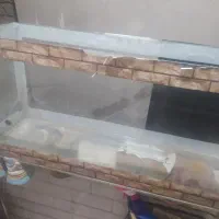 اکواریوم