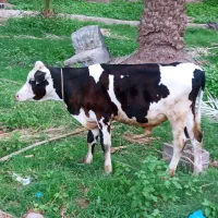 گوساله نر