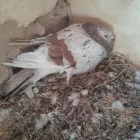 کفتر فروشی