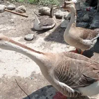 تخم قوغاز