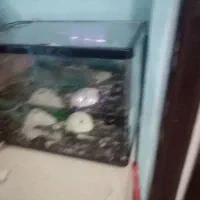 اکواریوم با تمام لوازم