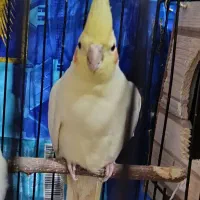 عروس هلندی نر آوازخان