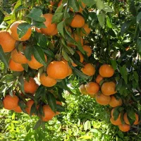 فروش انواع نهال مرکبات به صورت تضمینی