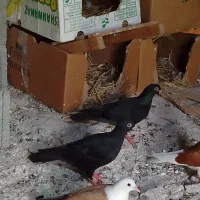 جفت کبوتر زاغ خوشگل