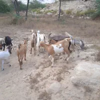 چپشت چاق بره و میش داشتی و چاق کبابی تازیان پایین